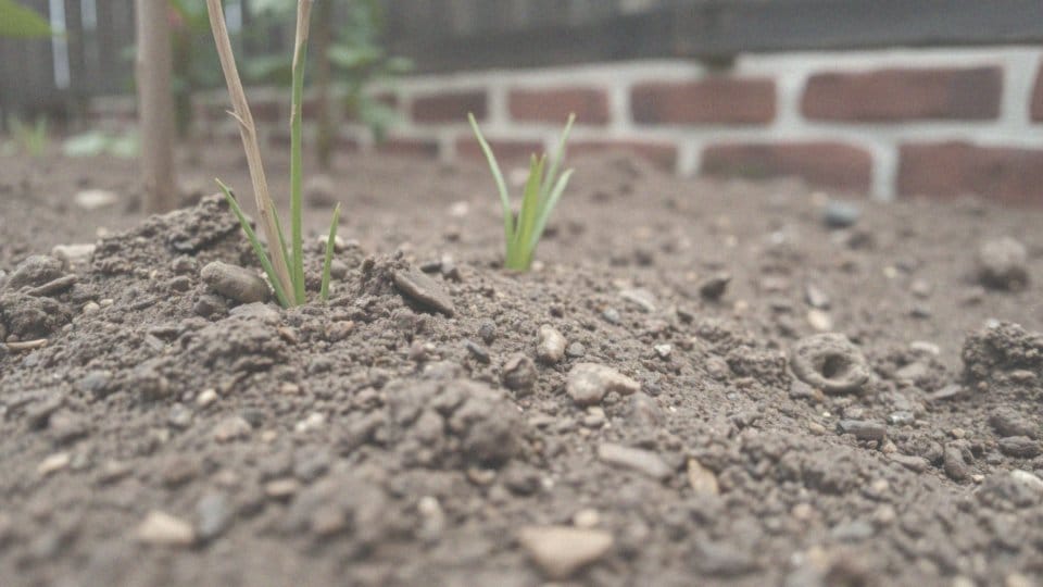 Jakie warunki glebowe są potrzebne do sadzenia budleji trójkolorowej?