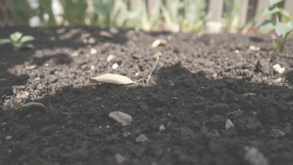 Jakie są wymagania dotyczące gleby dla budlei?