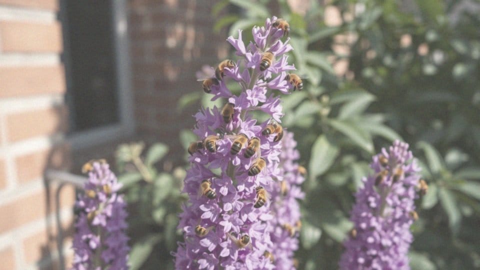 Dlaczego nowe odmiany budlei są miododajne?